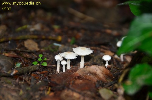 Cystolepiota seminuda - 