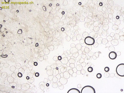 Cystolepiota seminuda - HDS - 