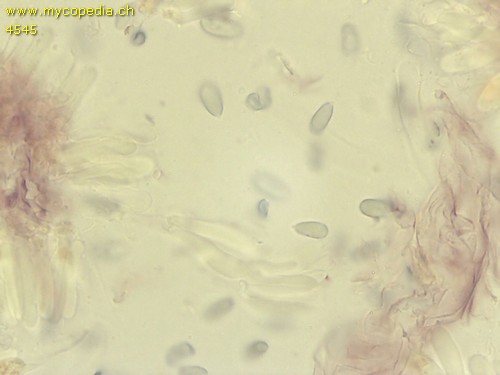 Roridomyces roridus - 