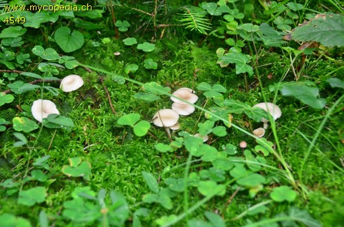 Singerocybe phaeophthalma - 