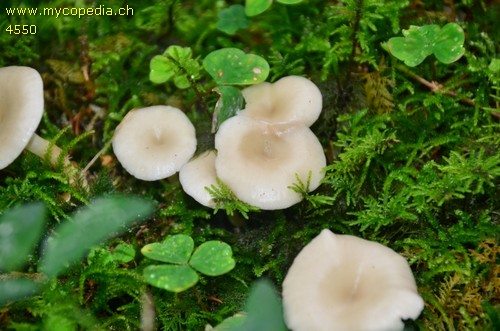 Singerocybe phaeophthalma - 