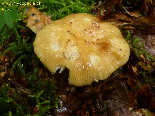 Russula laurocerasi - 