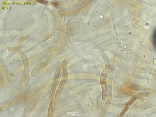 Cyanoboletus pulverulentus - HDS - 