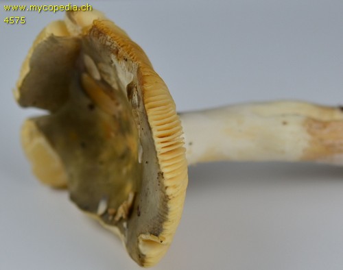 Russula cuprea - 