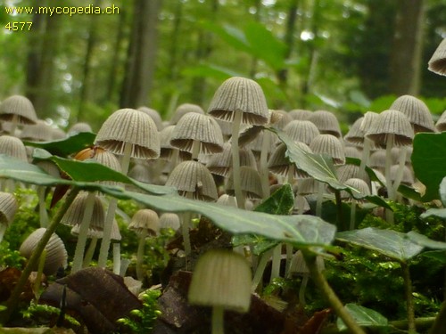 Coprinellus disseminatus - 