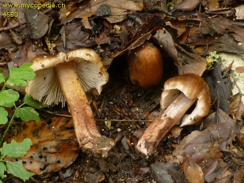 Inocybe adaequatum - 