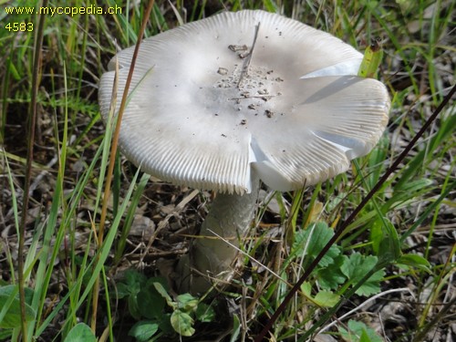 Amanita mairei - 