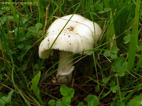 Amanita mairei - 