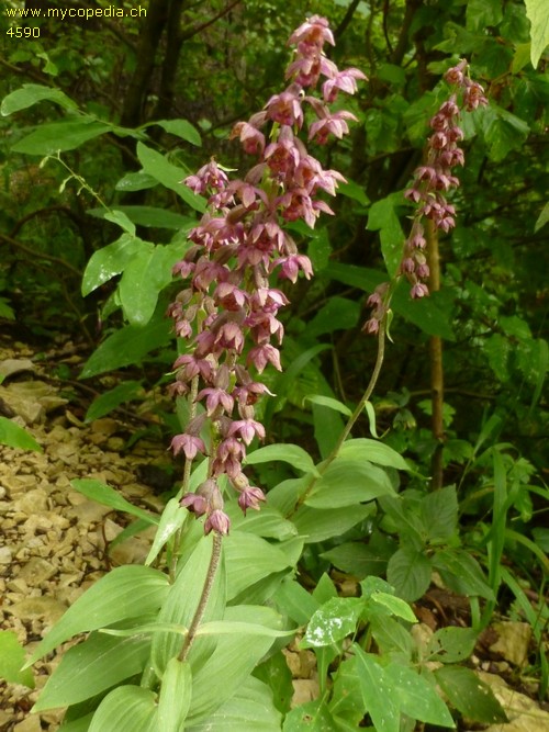 Epipactis atrorubens - 