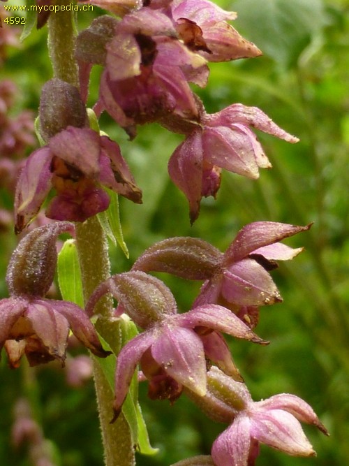 Epipactis atrorubens - 