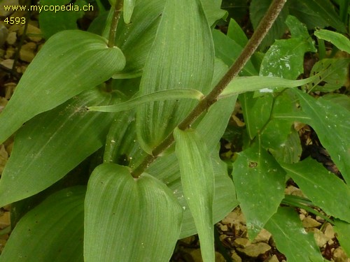 Epipactis atrorubens - 