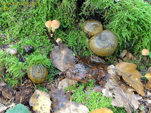 Lactarius turpis - 