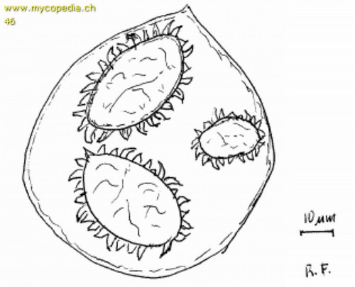 Tuber indicum - Sporenzeichnung - 