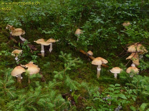 Cortinarius caperatus - 