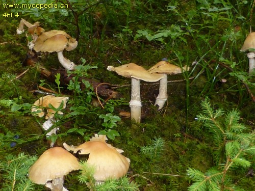 Cortinarius caperatus - 