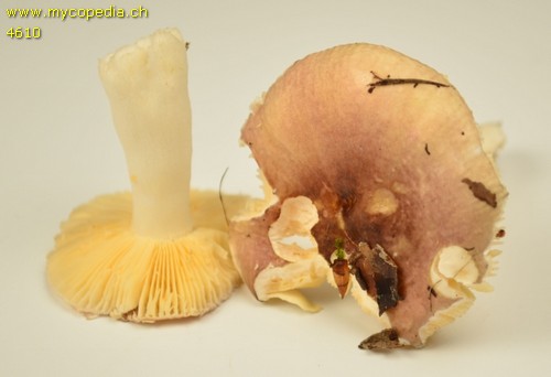 Russula puellaris - 