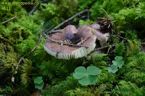 Russula puellaris - 