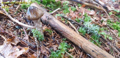 Hygrophorus olivaceoalbus - Sporen - 