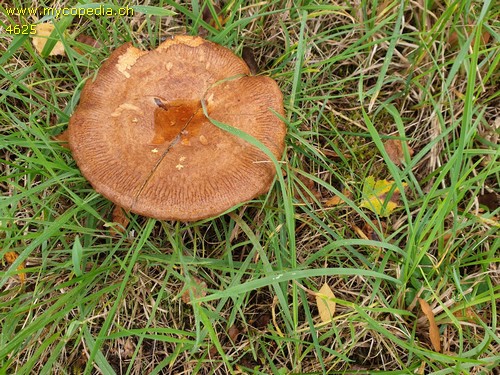 Paxillus validus - 