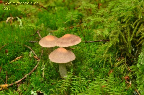 Cortinarius anomalus - 