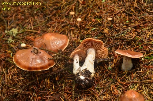 Cortinarius leucopus - 