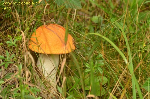 Leccinum rufum - 