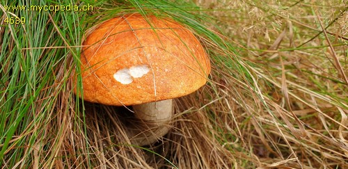 Leccinum rufum - 