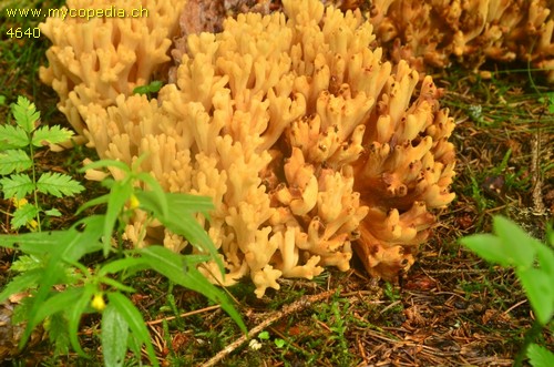 Ramaria obtusissima - 