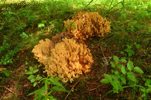 Ramaria obtusissima - 