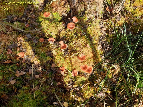 Lactarius rufus - 