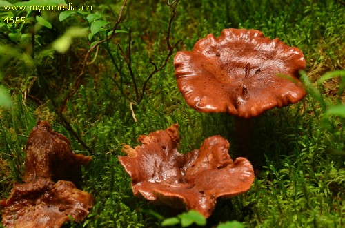 Lactarius rufus - 