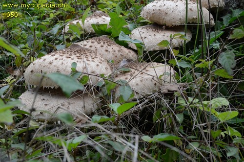 Macrolepiota procera - 