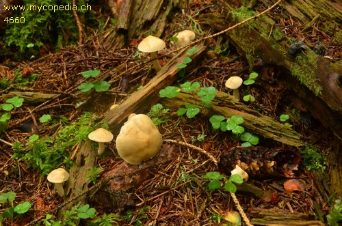 Tricholoma inamoenum - 