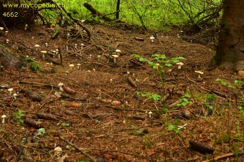 Tricholoma inamoenum - 