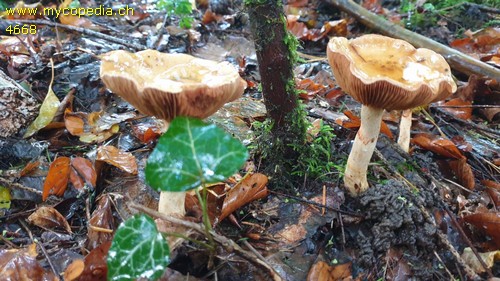 Cortinarius delibutus var. delibutus - 