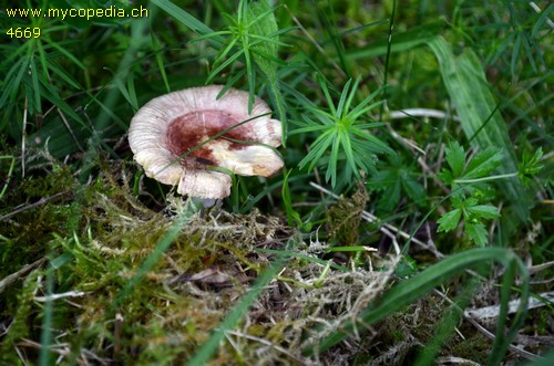 Russula nauseosa - 