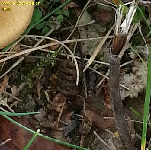 Pholiota carbonaria - 