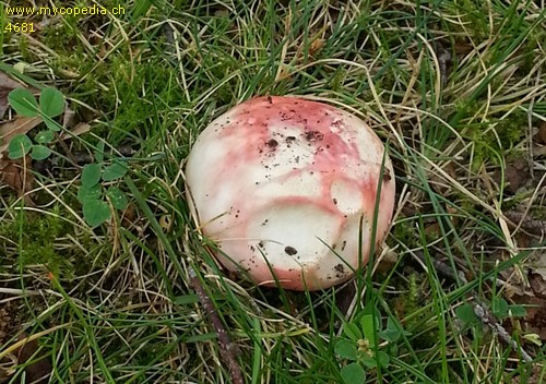 Russula exalbicans - 