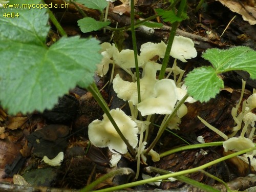 Hemimycena cucullata - 