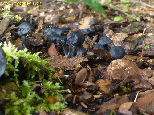 Entoloma lepidissimum - 