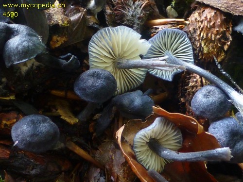 Entoloma lepidissimum - 