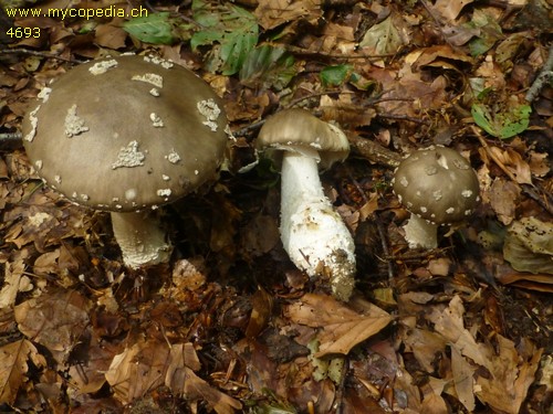 Amanita excelsa - 