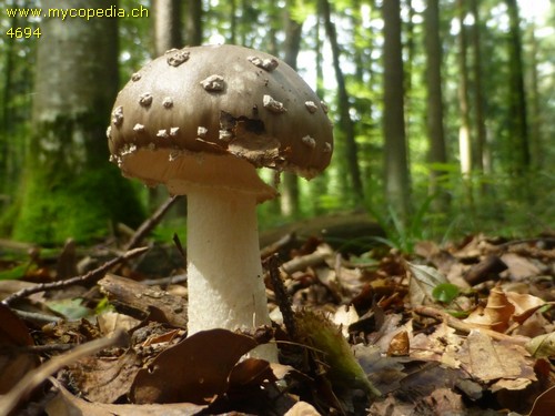 Amanita excelsa - 