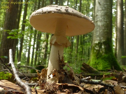 Amanita excelsa - 