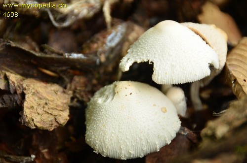 Leucocoprinus cepistipes - 