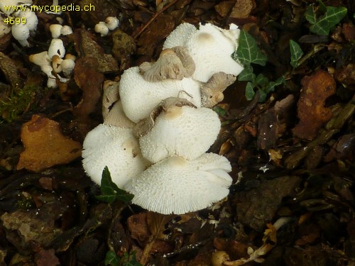 Leucocoprinus cepistipes - 