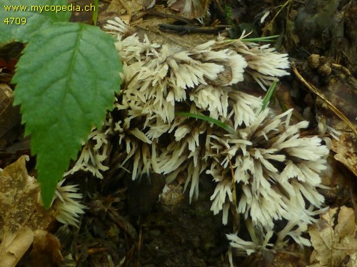 Thelephora anthocephala - 