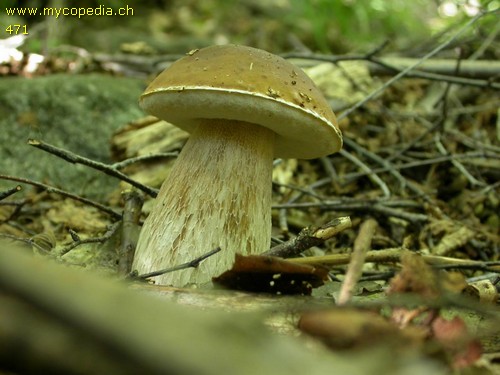 Boletus edulis - 