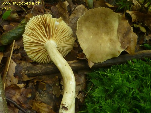 Lactarius pterosporus - 