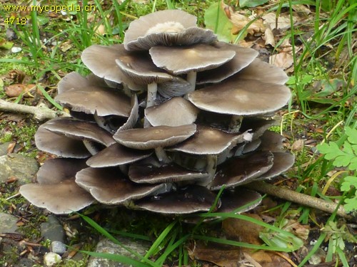 Psathyrella leucotephra - 